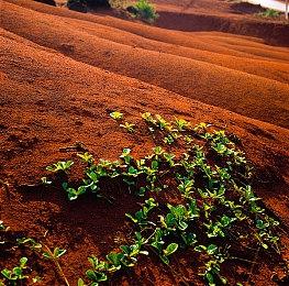 日系猫娘3D动作肉鸽游戏《梦幻樱阁楼》明年发售
