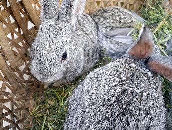 经典名作《罪恶帝国》突然发布新DLC 或为回避Steam规则惩罚